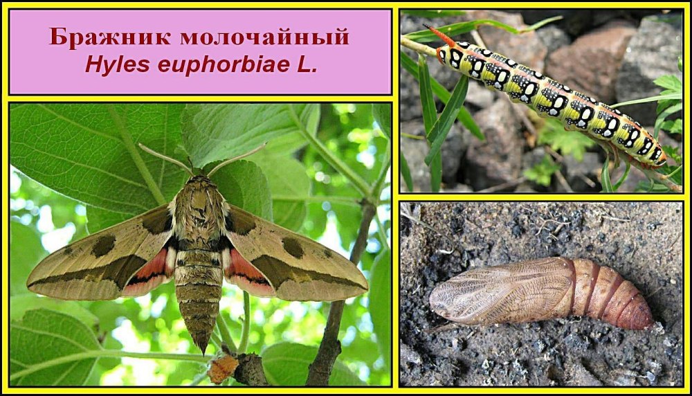 Бражник липовый гусеница