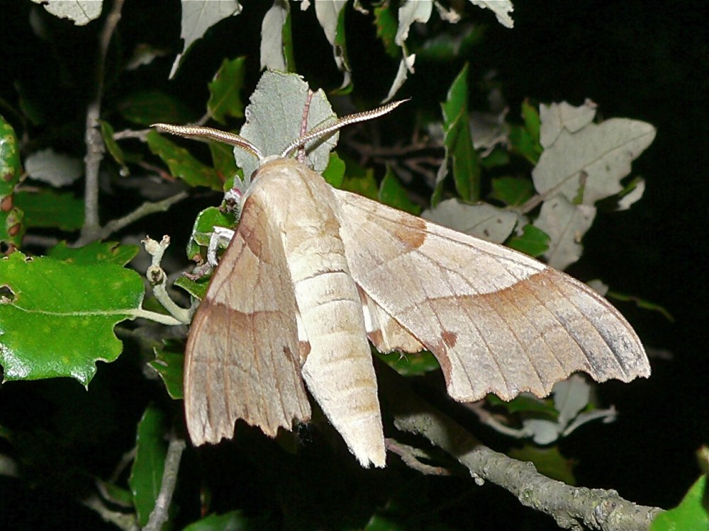 Бражник дубовый Marumba Quercus