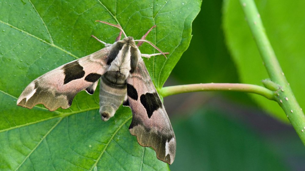 Lime Hawk Moth