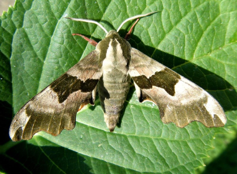 Осиновый Бражник Laothoe amurensis