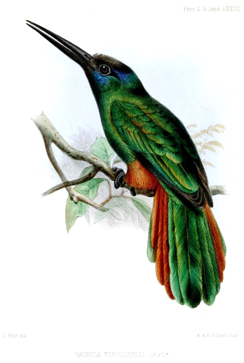 Oriobus galbulas птица
