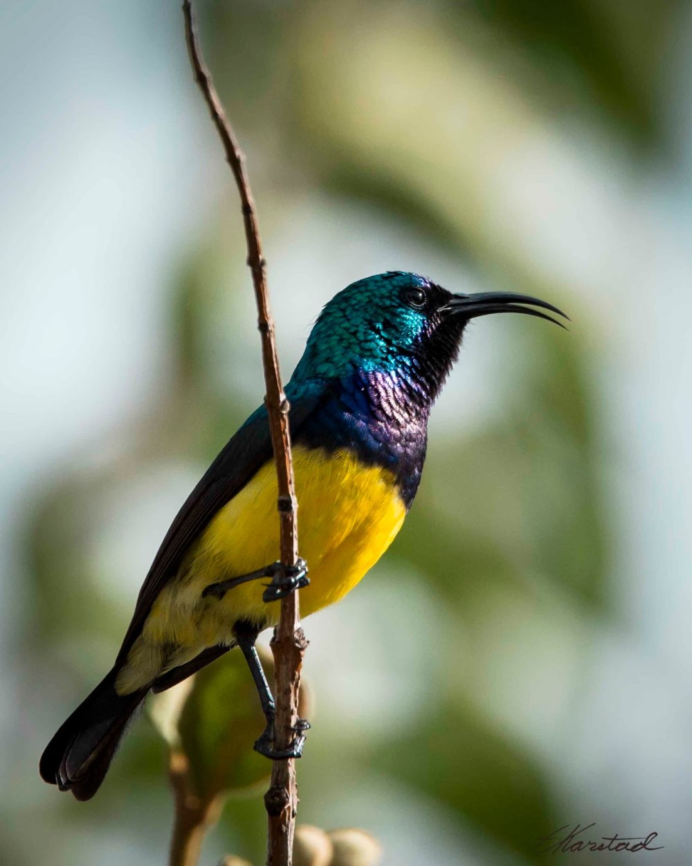 Sunbirds naked