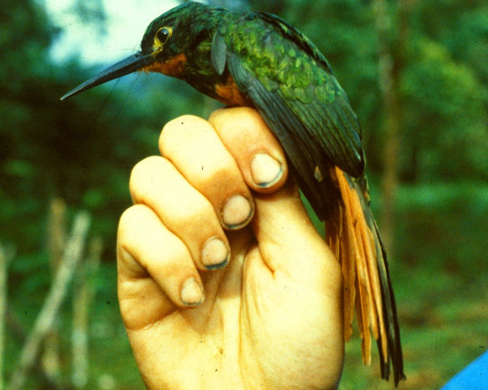 Brachygalba albogularis