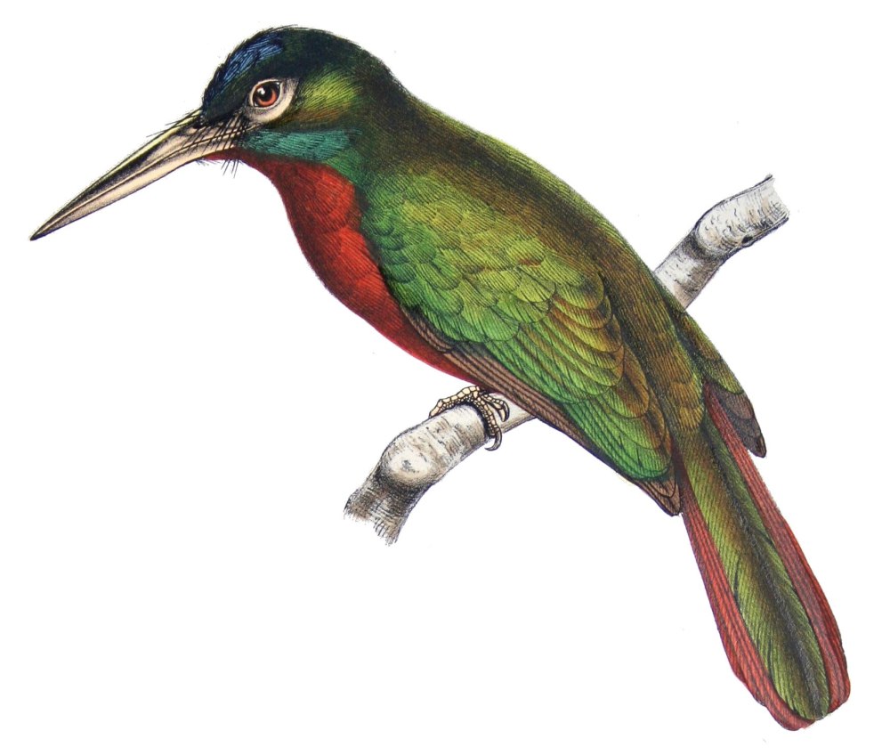 Якамары (Galbulae)