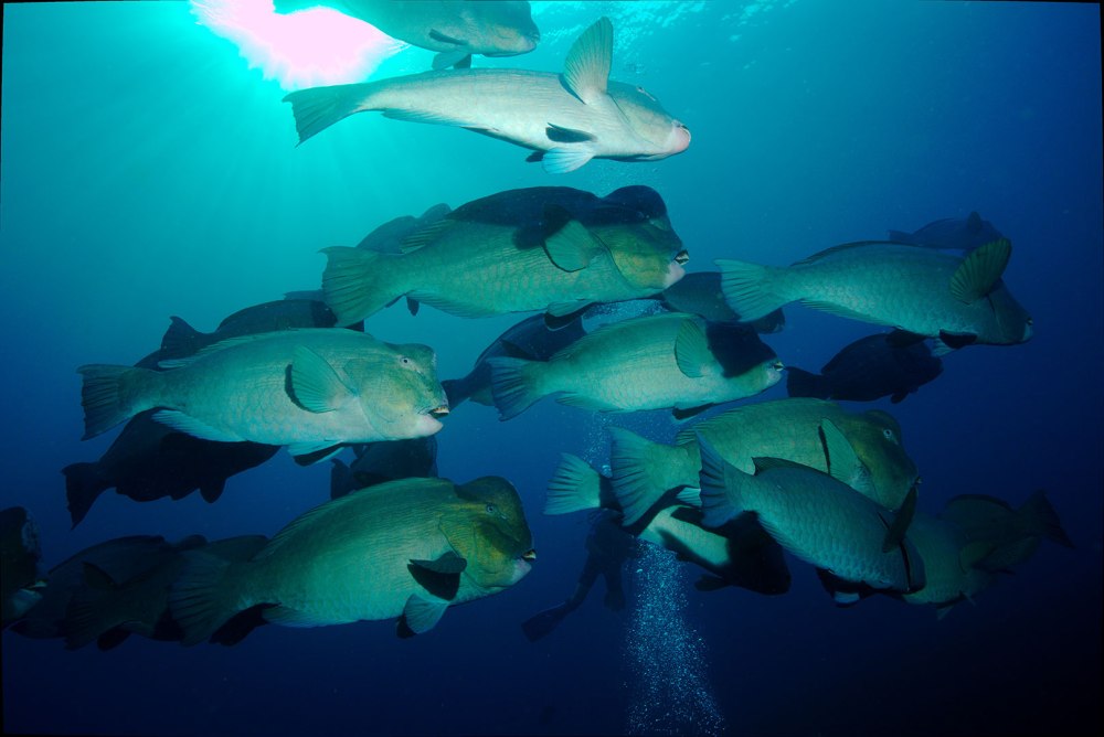 Humphead Parrotfish рыба