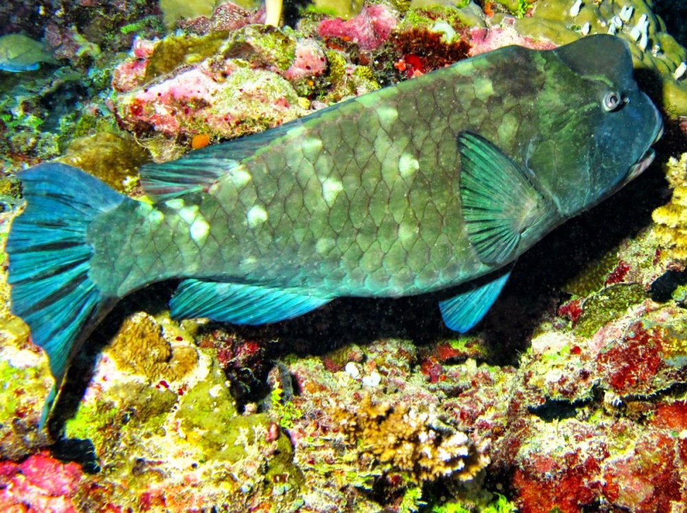 Humphead Parrotfish