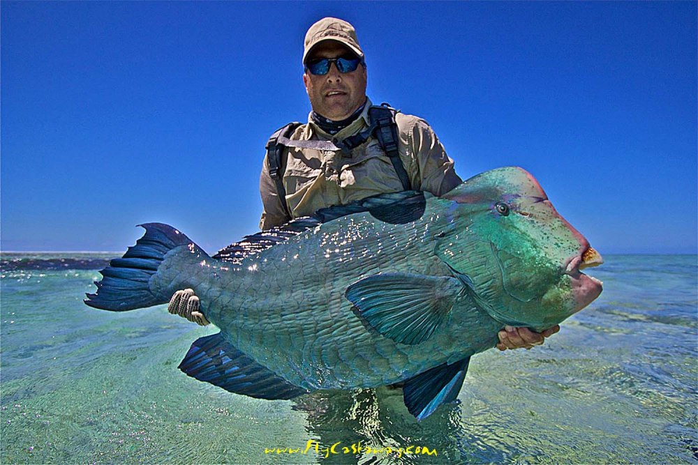 Humphead Parrotfish