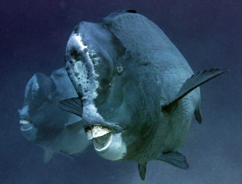 Bolbometopon muricatum