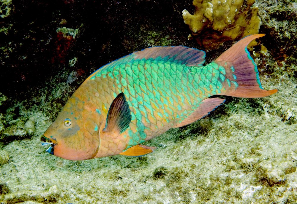Rainbow Parrot Fish