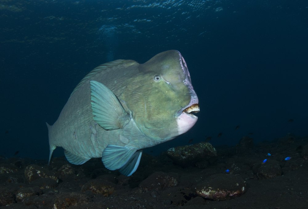 Humphead Parrotfish рыба