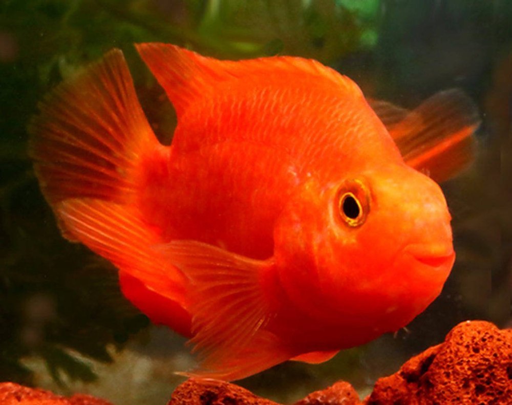 Red Parrot Cichlid