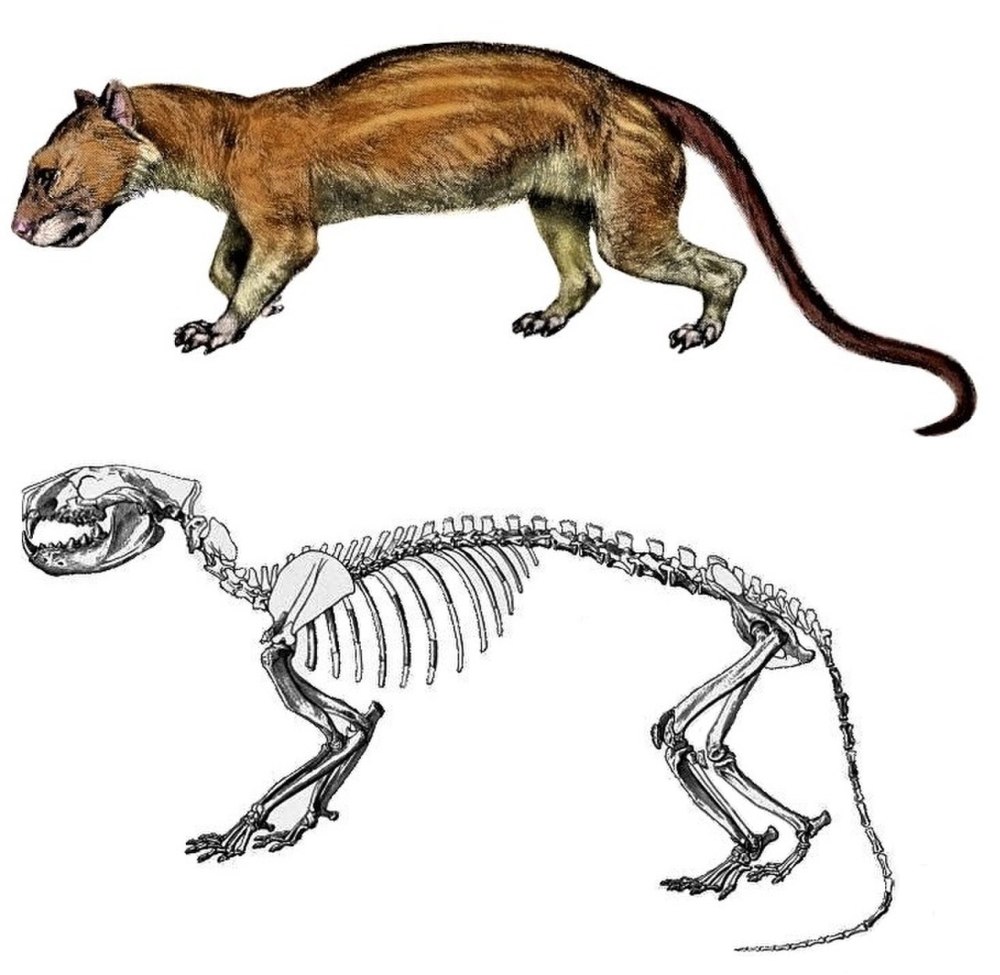 Oxyaena Lupina