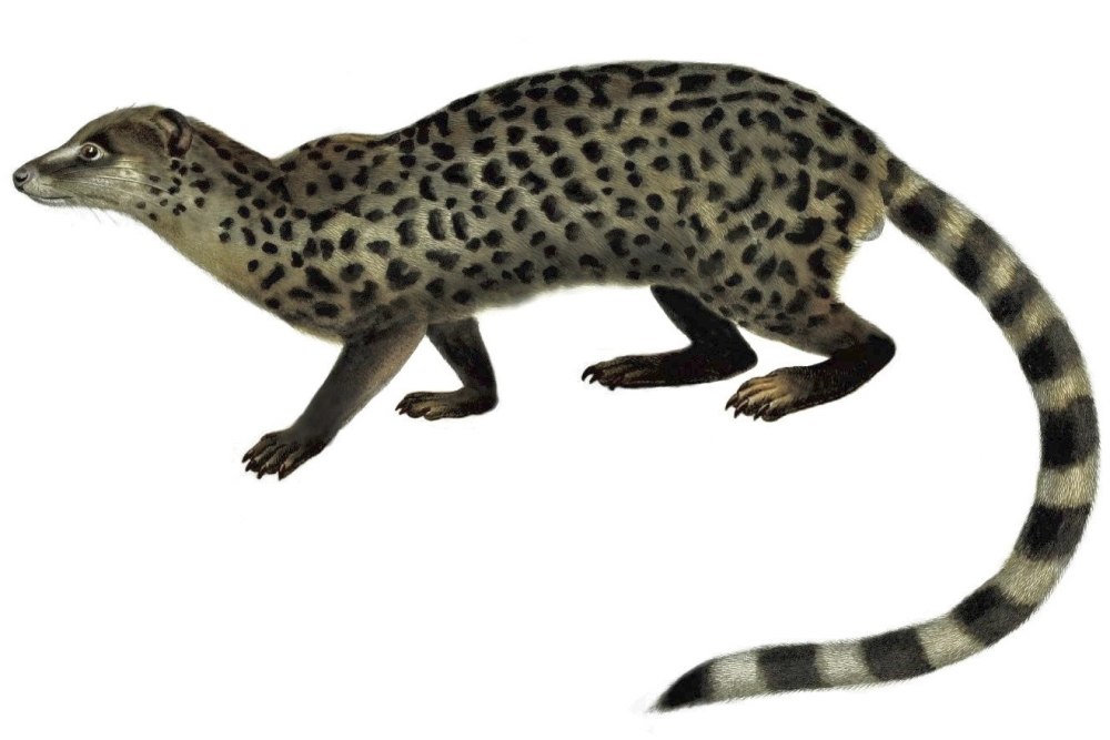 Миацис (Miacis)
