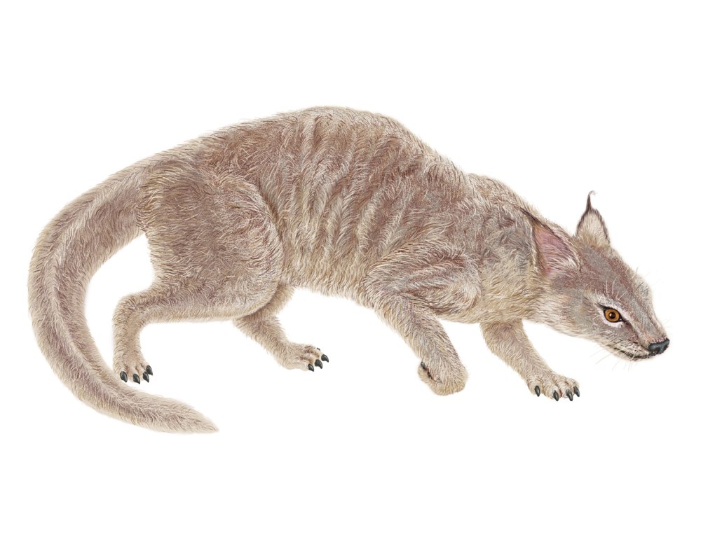Dormaalocyon Latouri