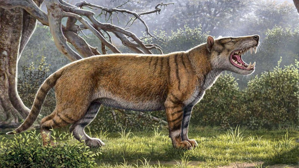 Simbakubwa kutokaafrika