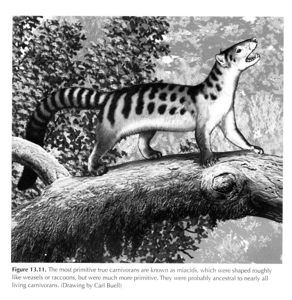 Proailurus lemanensis