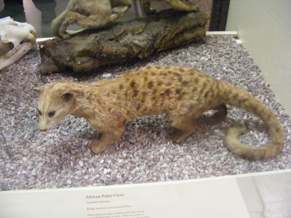 Nandinia binotata