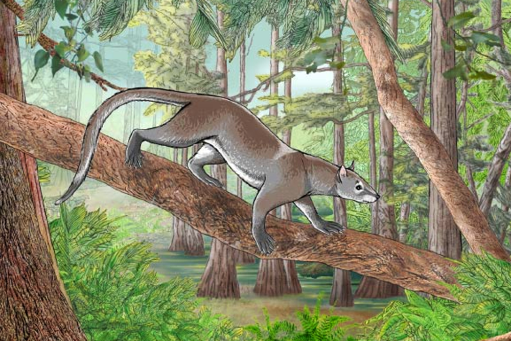 Dormaalocyon Latouri