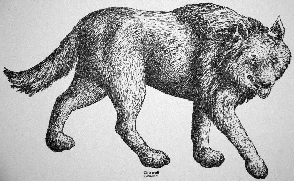 Aenocyon Dirus