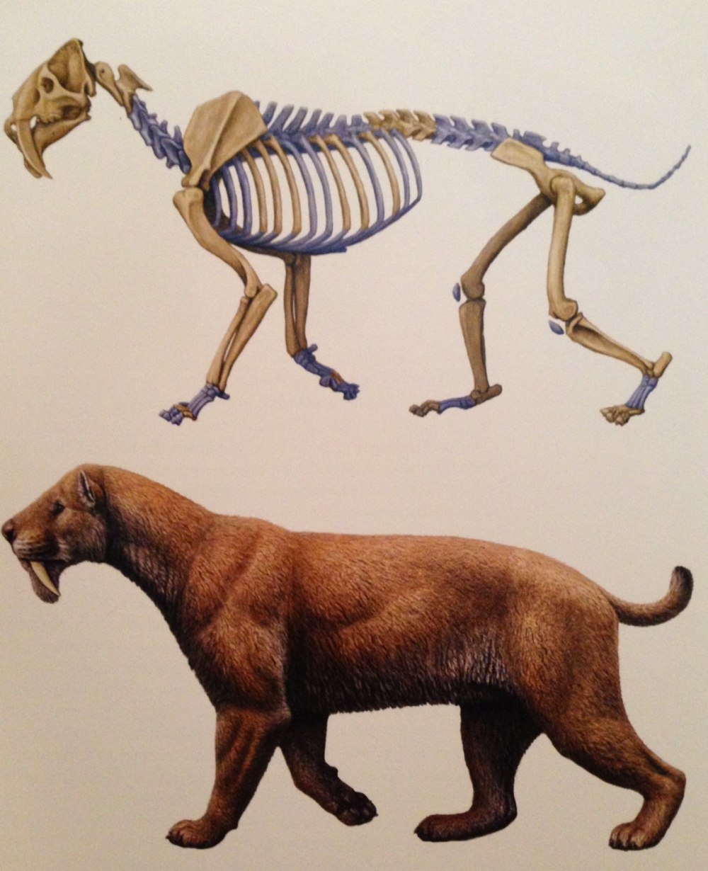 Barbourofelis Fricki