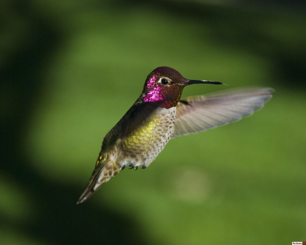 Anna's Hummingbird