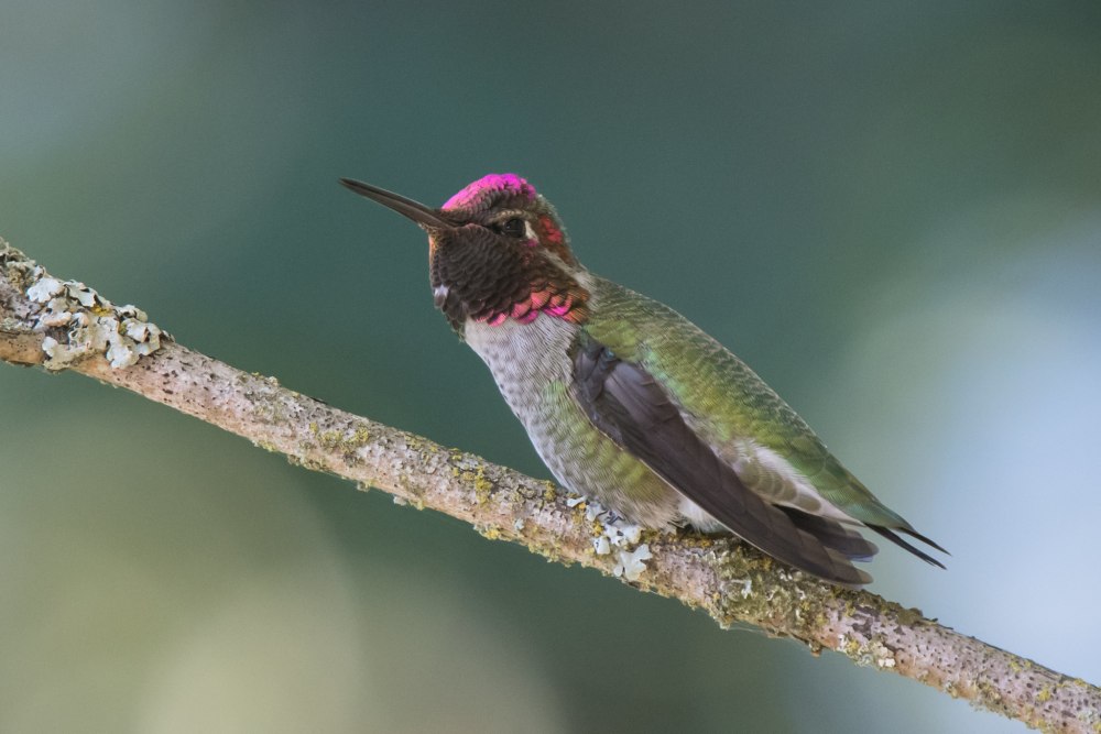 Calypte helenae