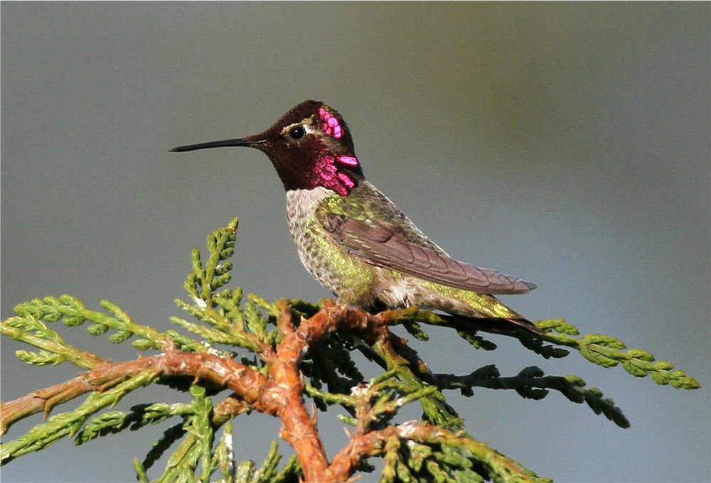 Calypte Anna
