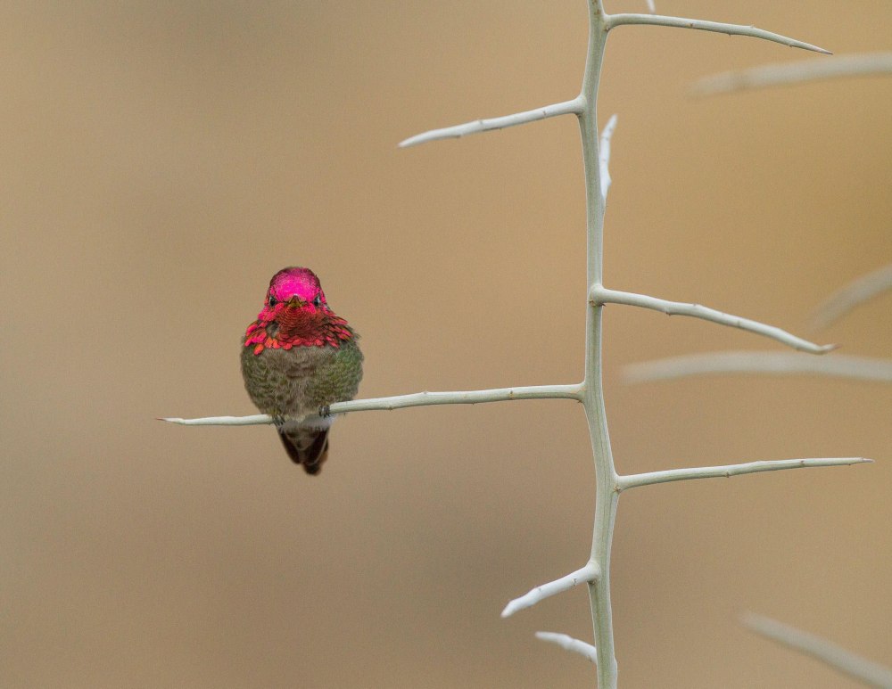 Diversity of Birds