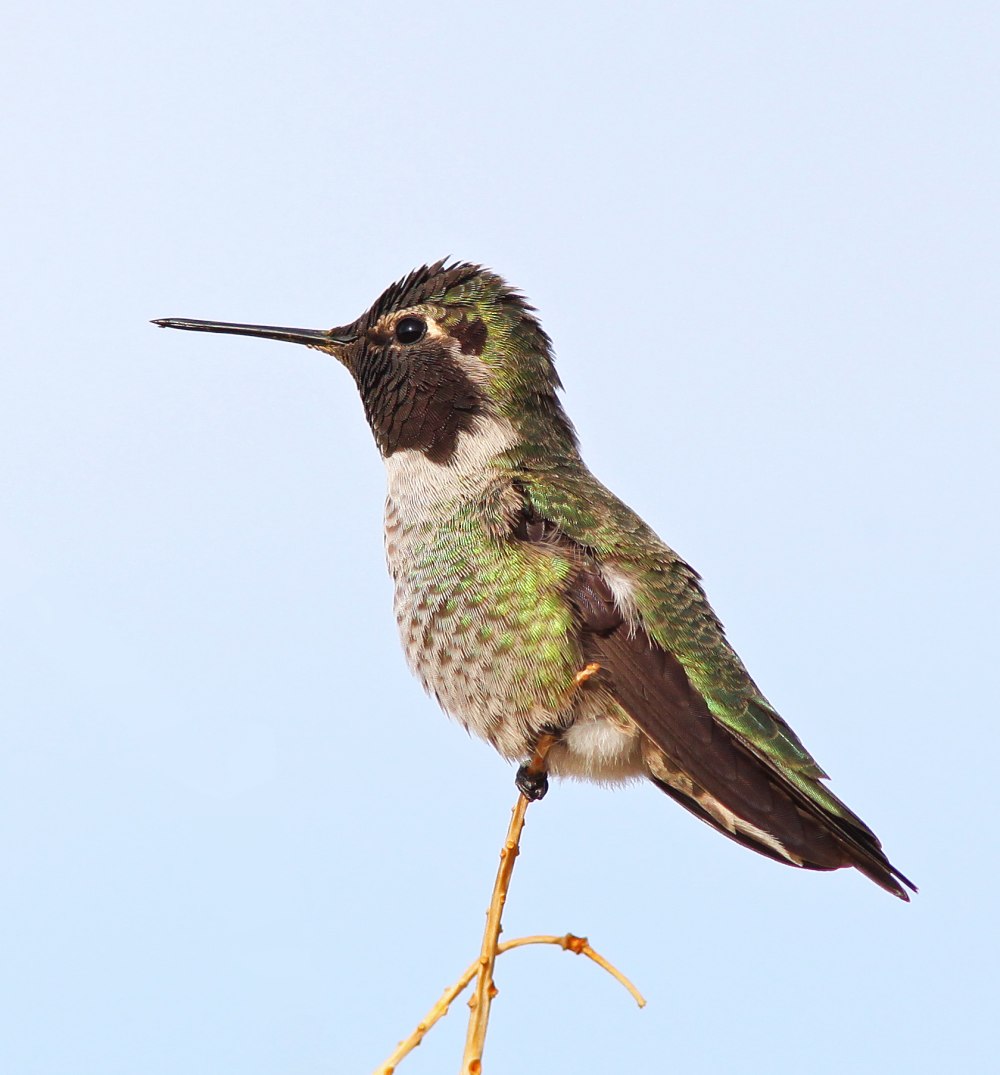 Calypte helenae