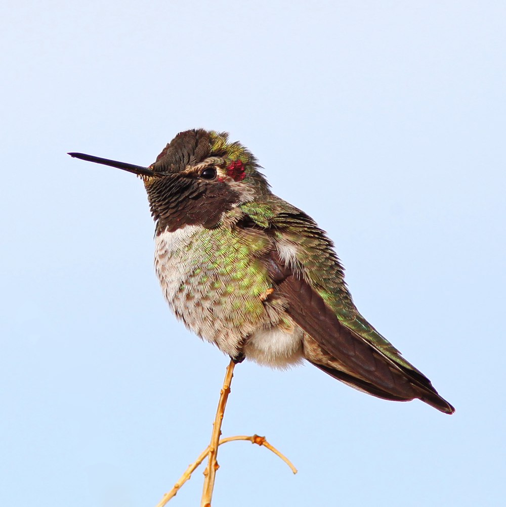 Calypte helenae