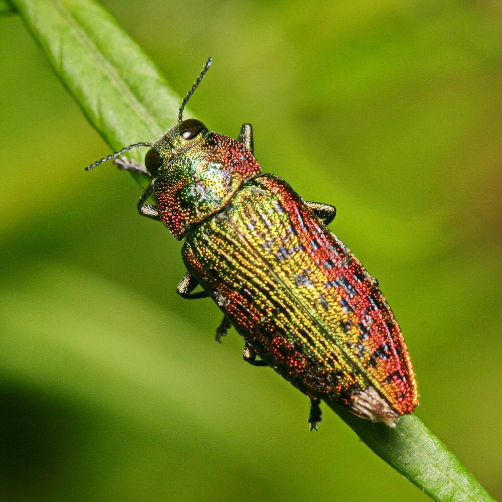 Изумрудная Златка Жук