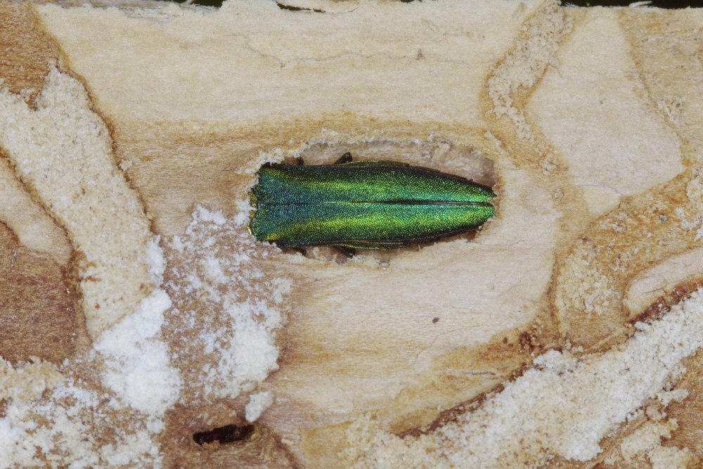 Вредитель 2016