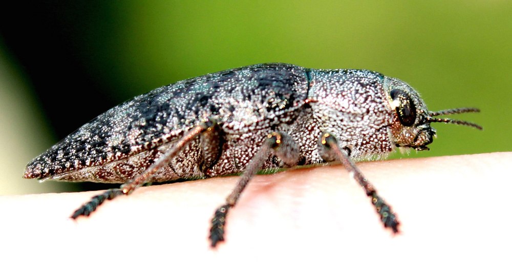 Златка бронзовая жуки