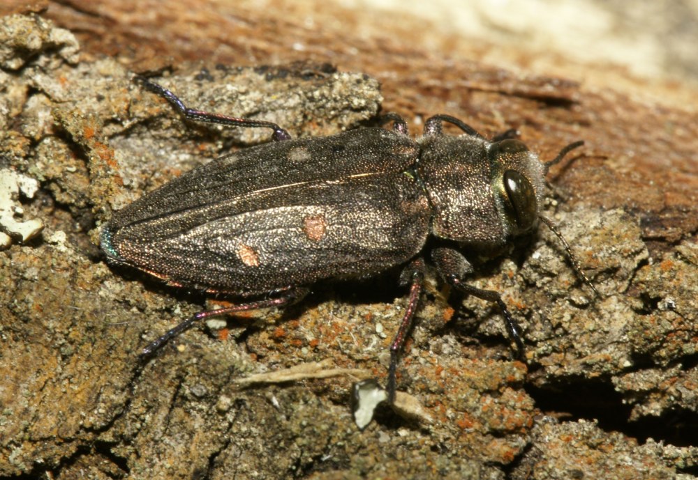 Златка узкотелая дубовая