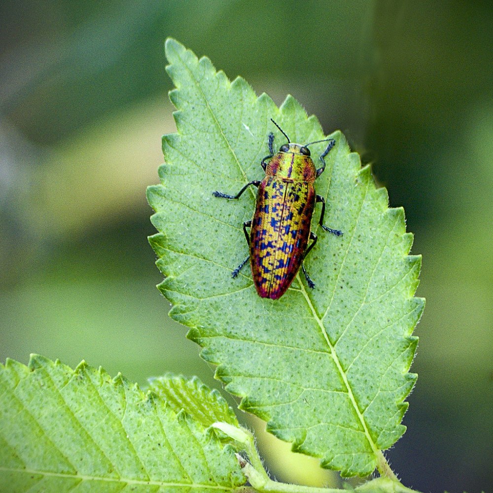 Виноградная Златка
