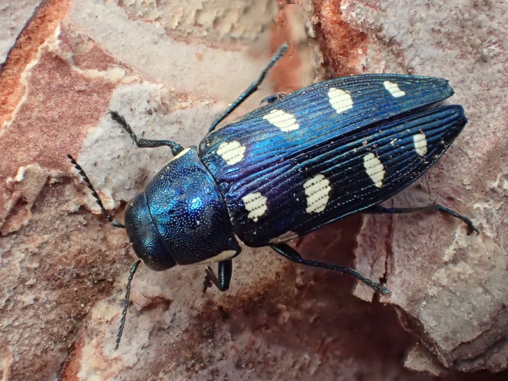 Златка Хвойная восьмипятнистая