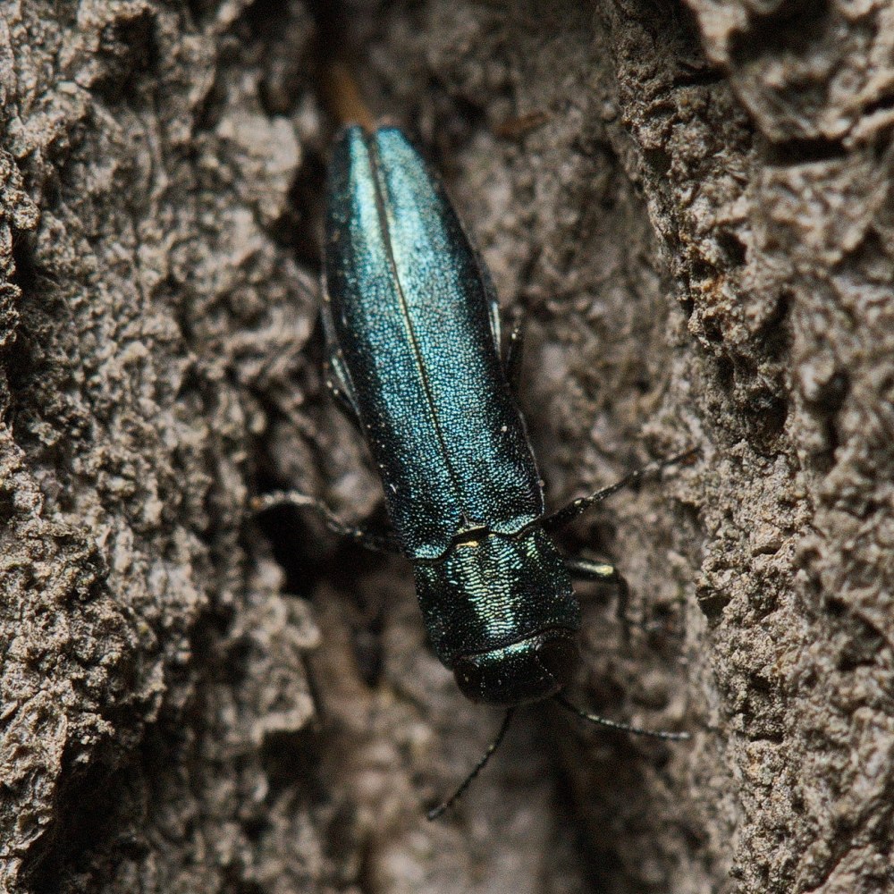 Узкотелая Златка