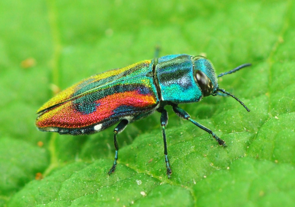 Антаксия сетчатая