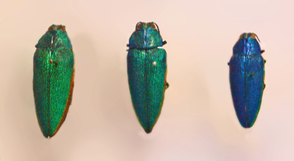 Steraspis speciosa
