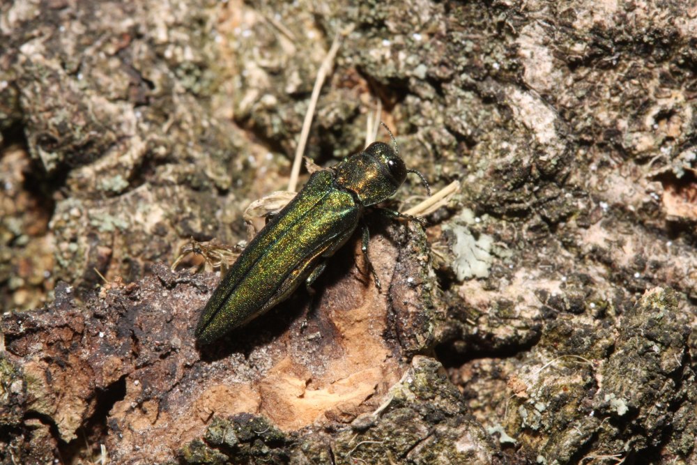 Ясеневая Изумрудная узкотелая Златка
