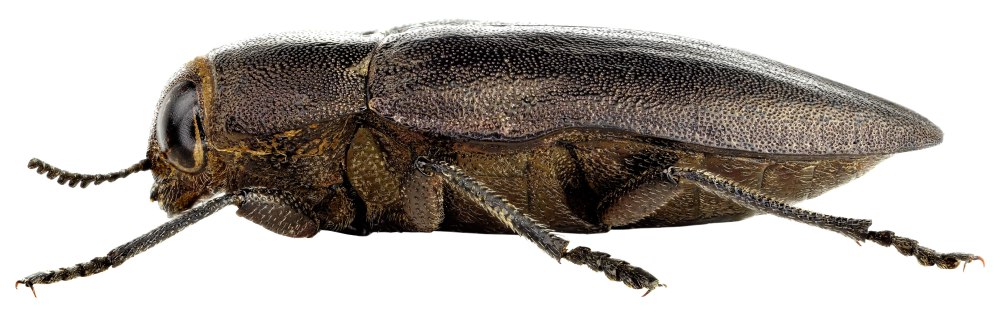 Златка строение