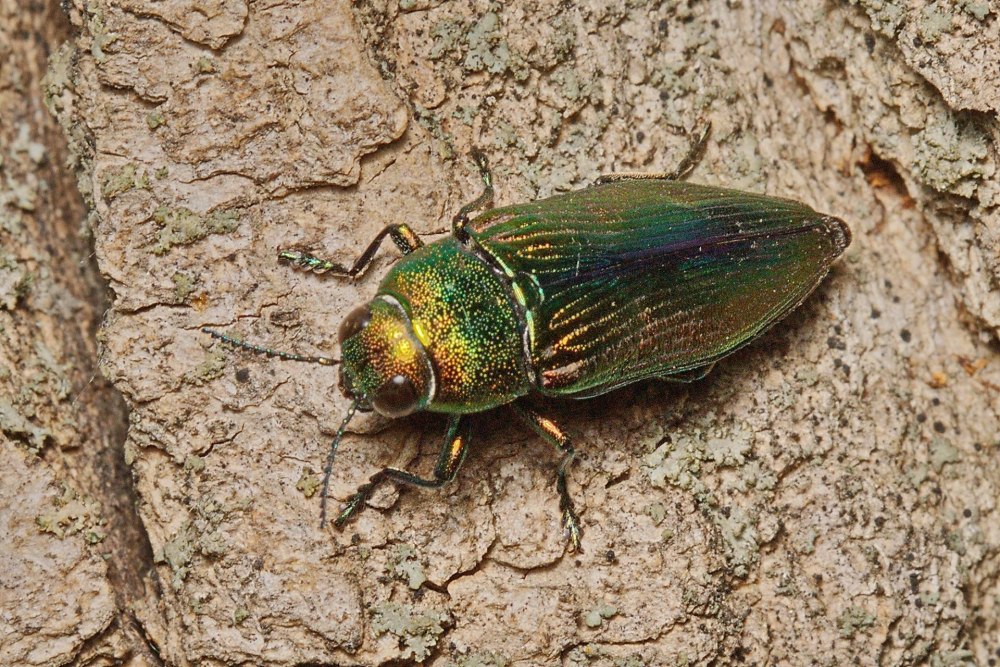 Жук Buprestidae