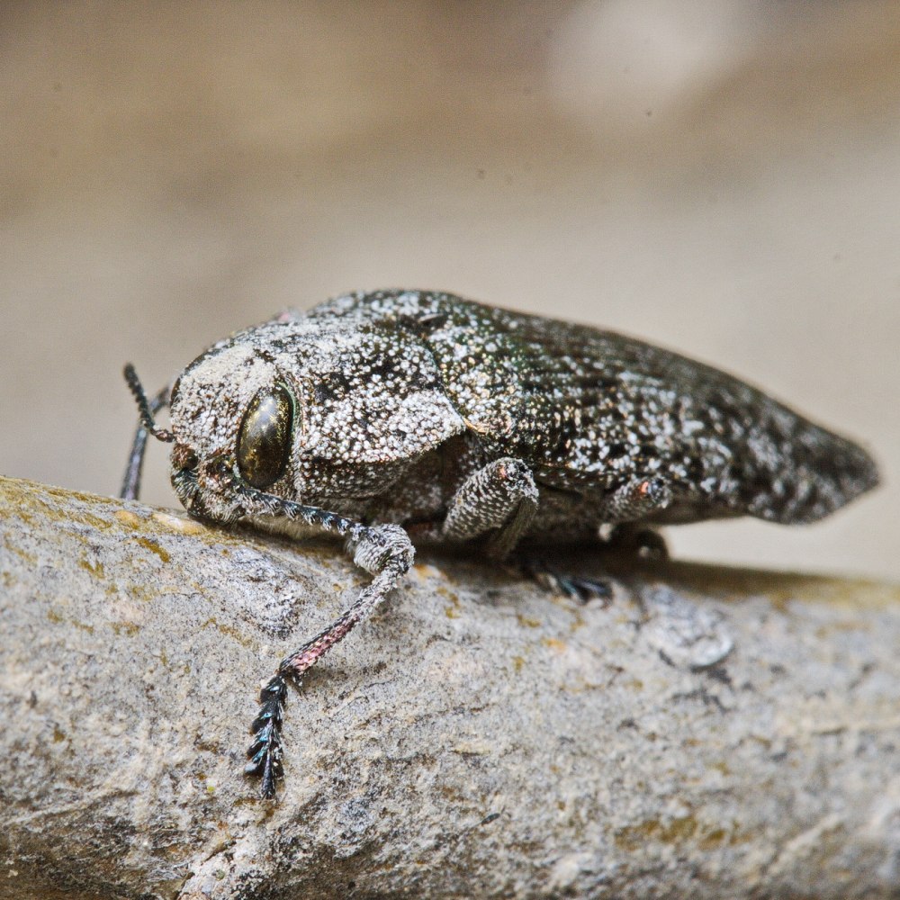 Изменчивая Осиновая Златка (Poecilonota variolosa