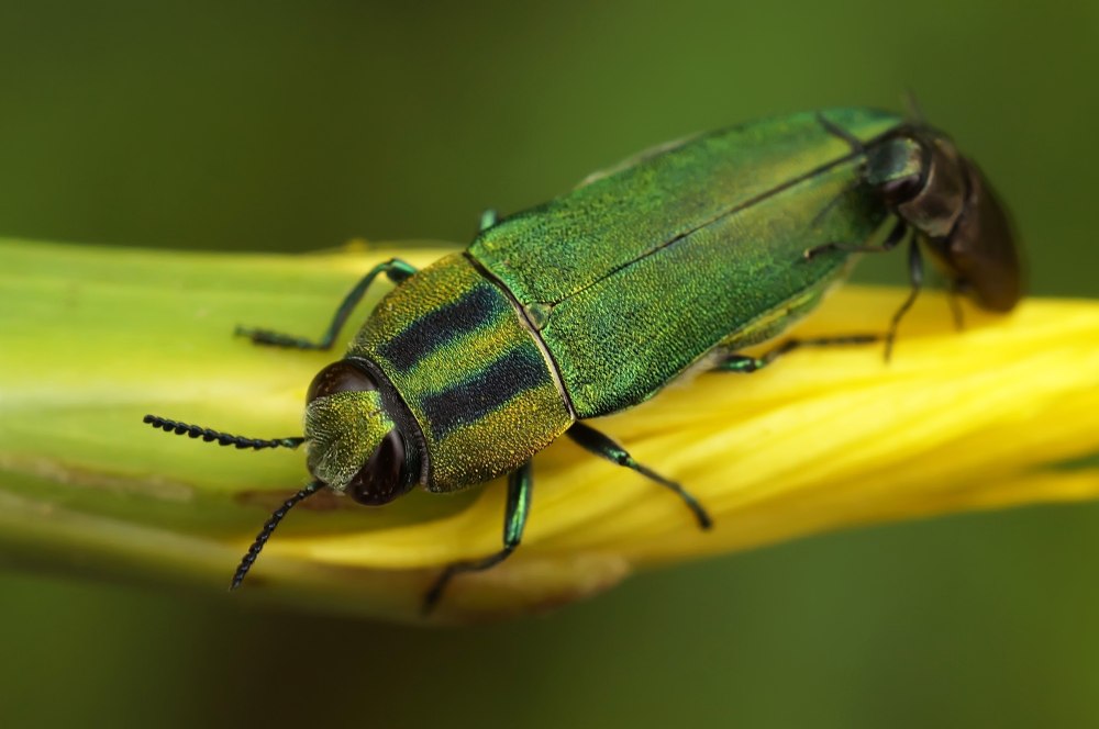 Synhalonia Hungarica