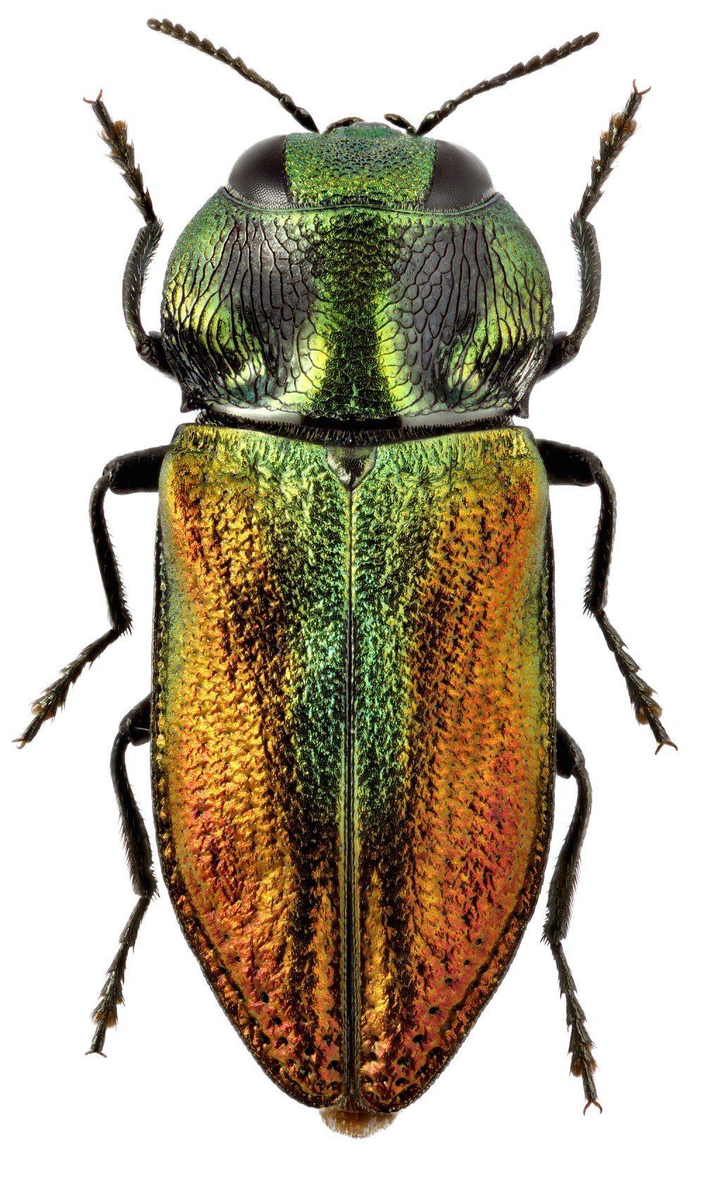 Venustoraphidia nigricollis