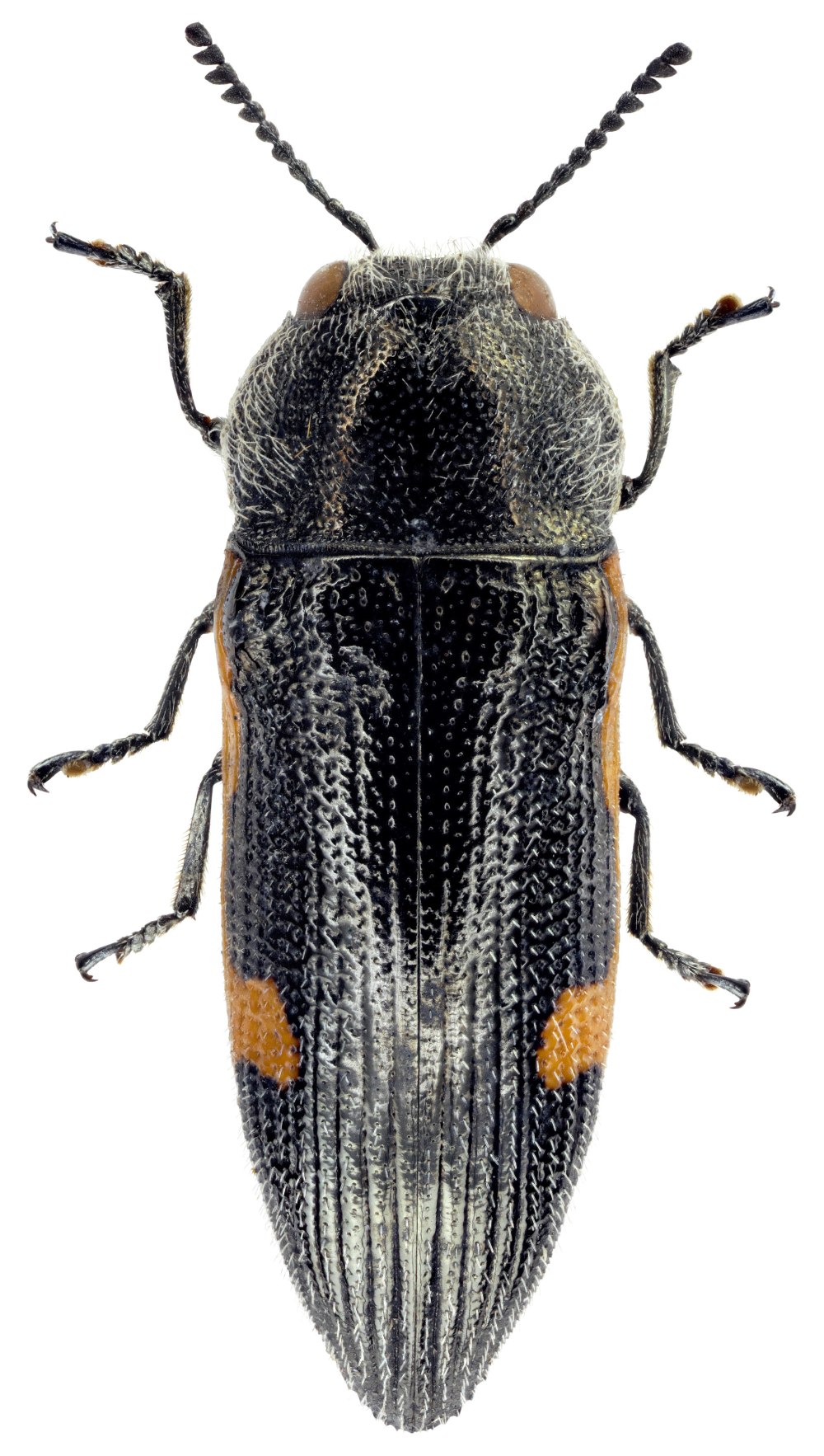 Acmaeodera viridaenea
