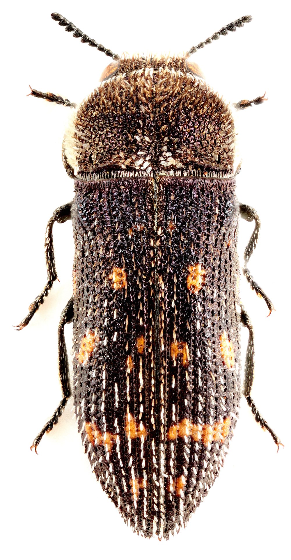 Златка Березовая