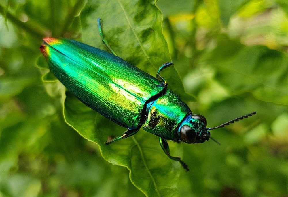 Жук Chrysochroa
