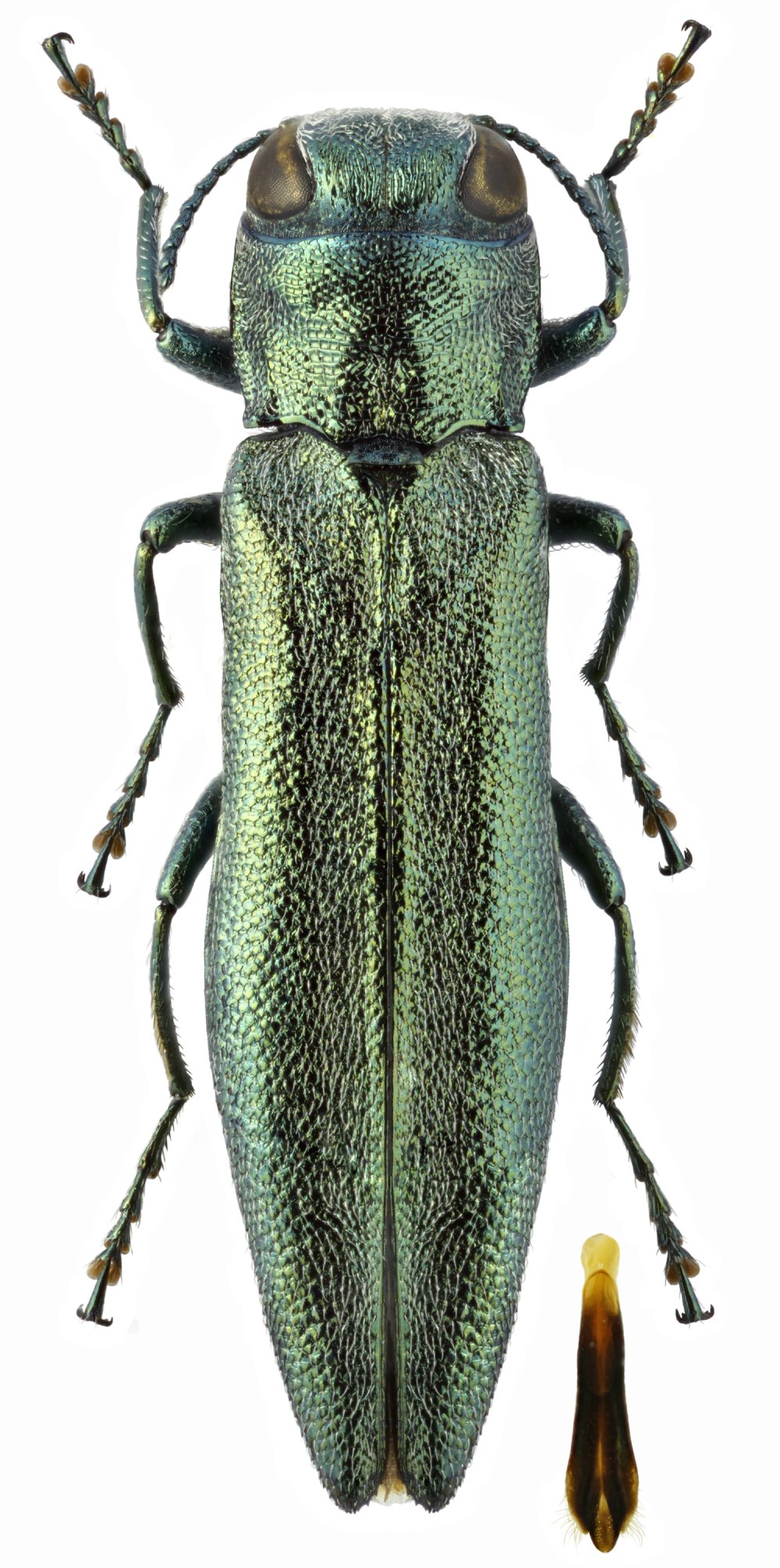 Яблонная Златка Agrilus Mali Matsumura