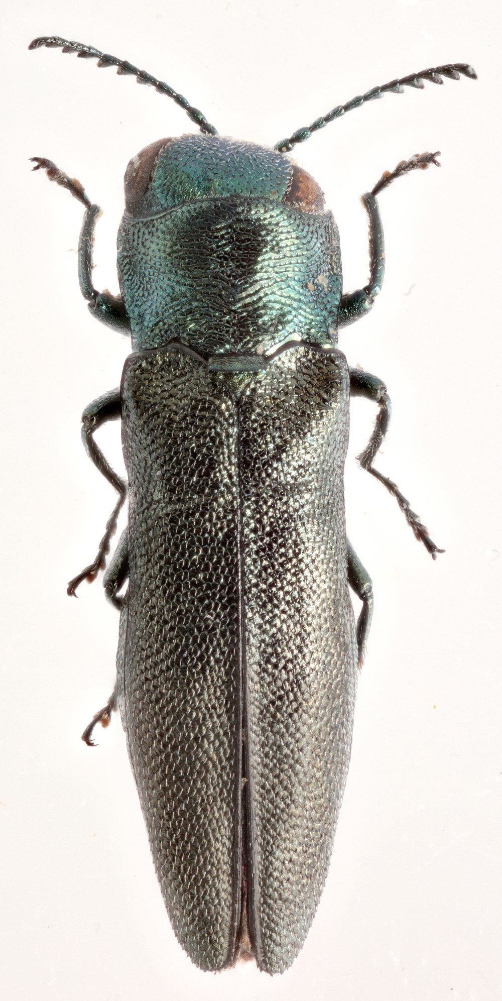 Златка бронзовая жуки